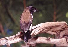 Wellenbauchbronzemännchen